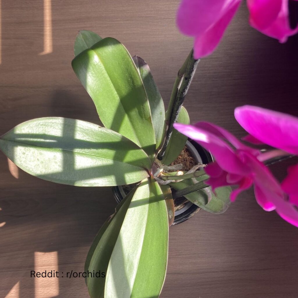 Orchid in sunlight