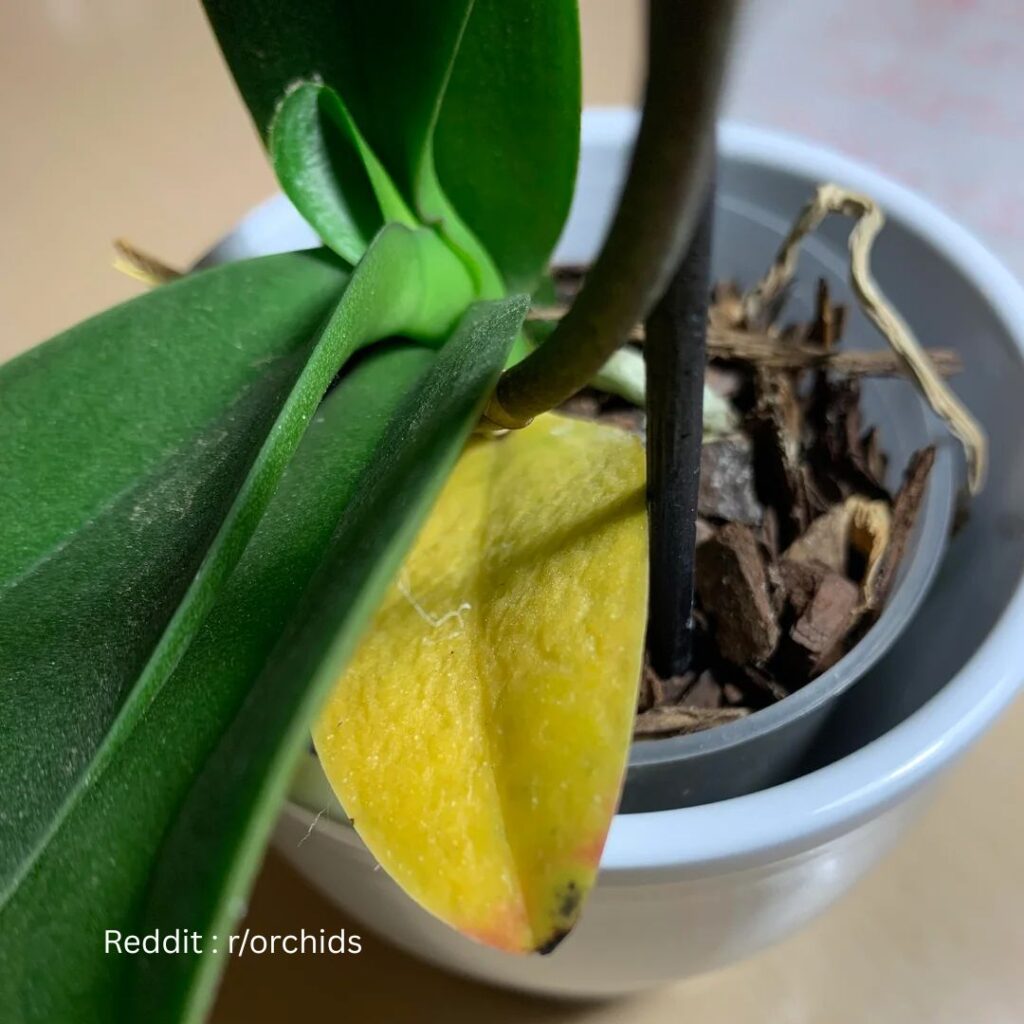 Orchid leaves turning Yellow 1