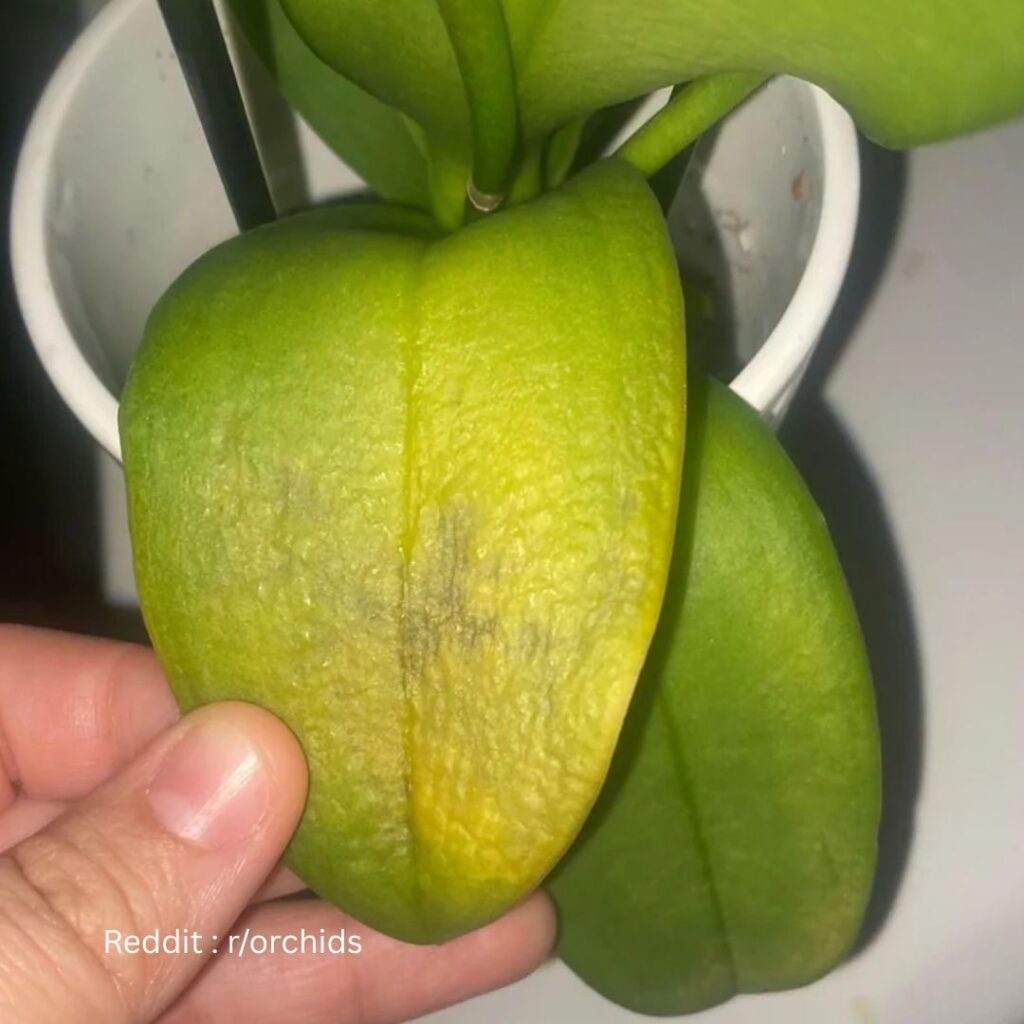 Orchid leaves turning Yellow
