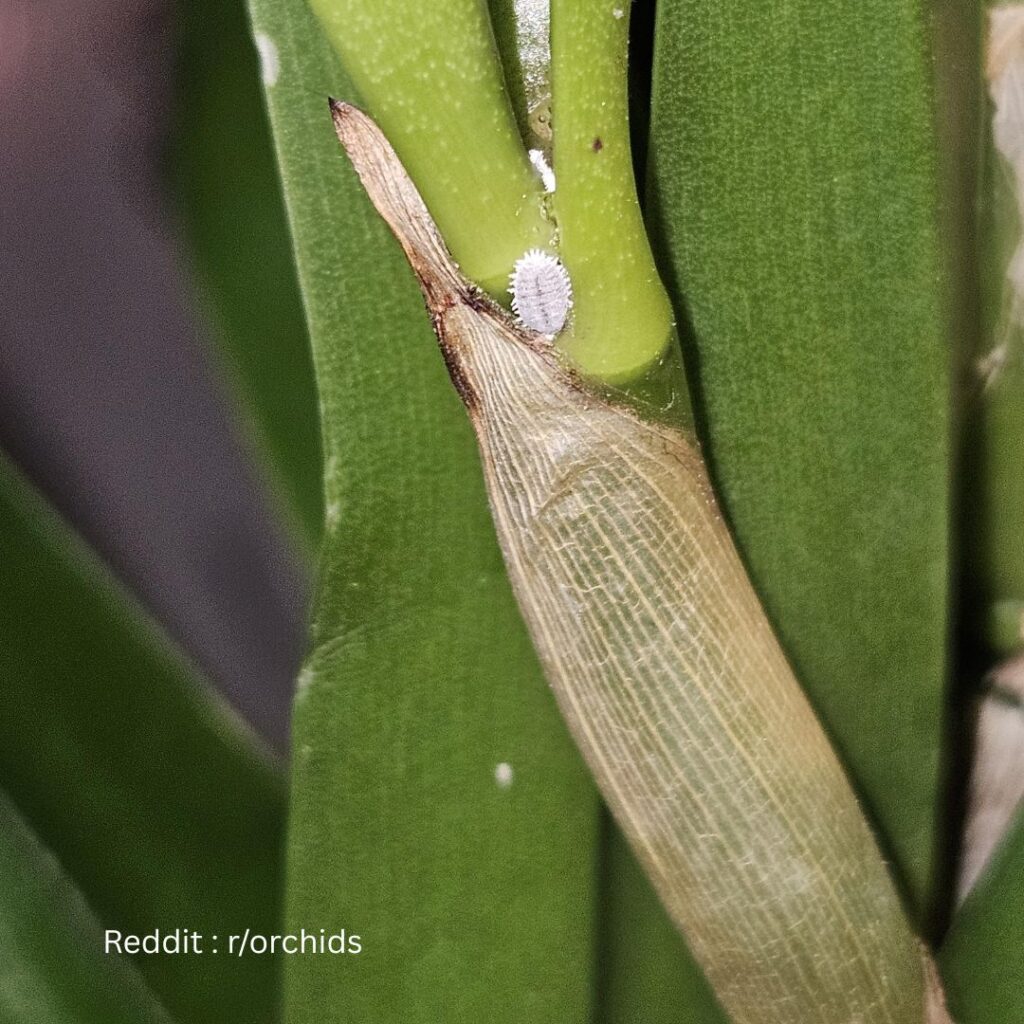 Orchid pests