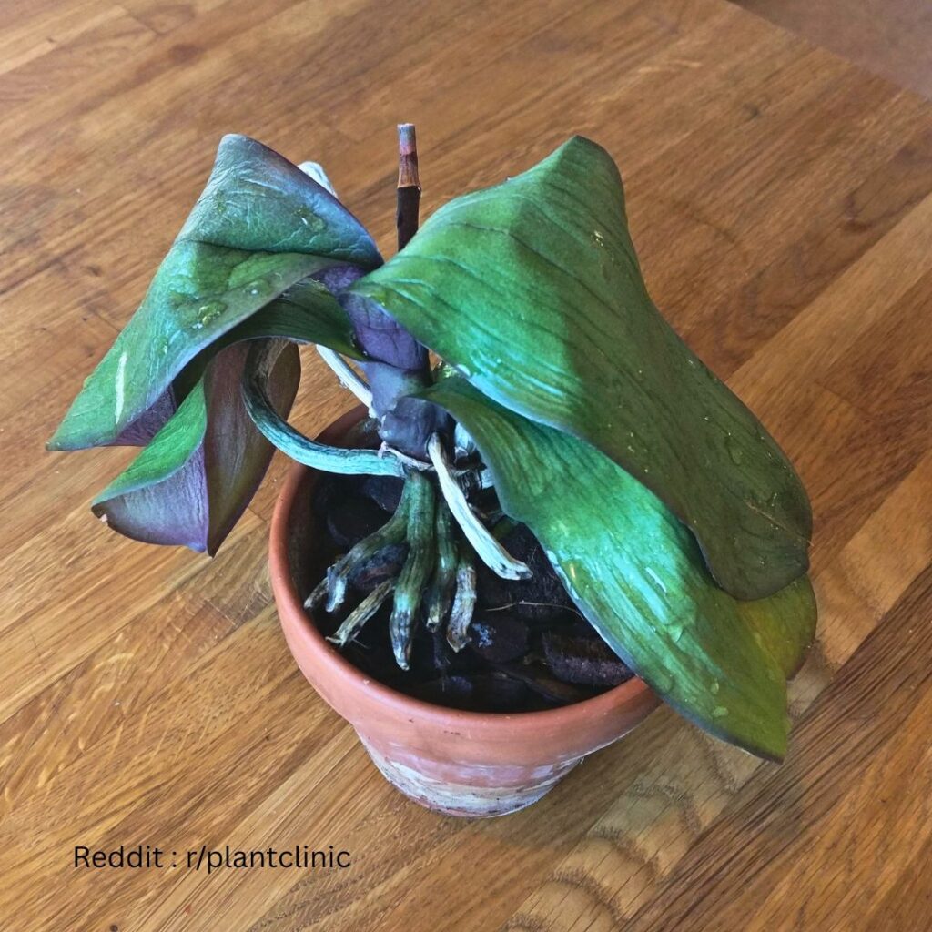 Over watered Orchid