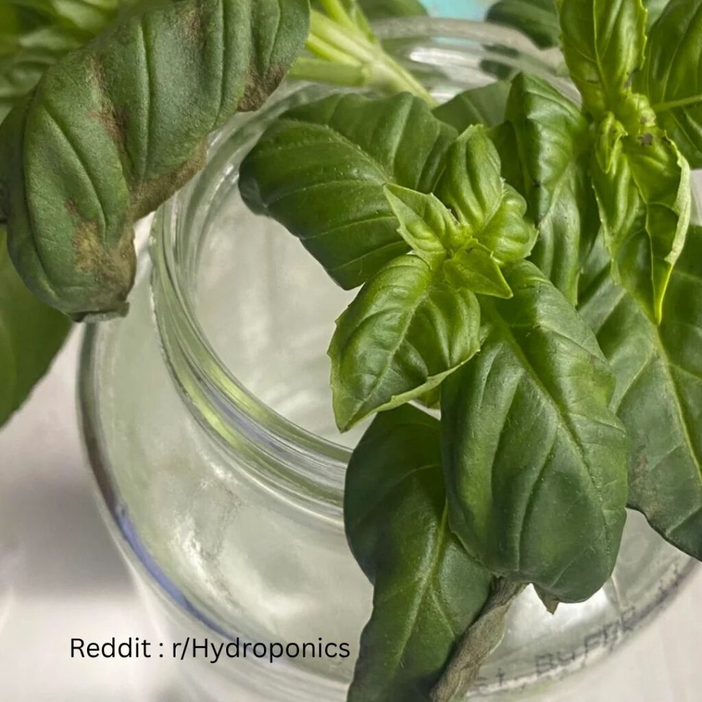 Regrow Basil