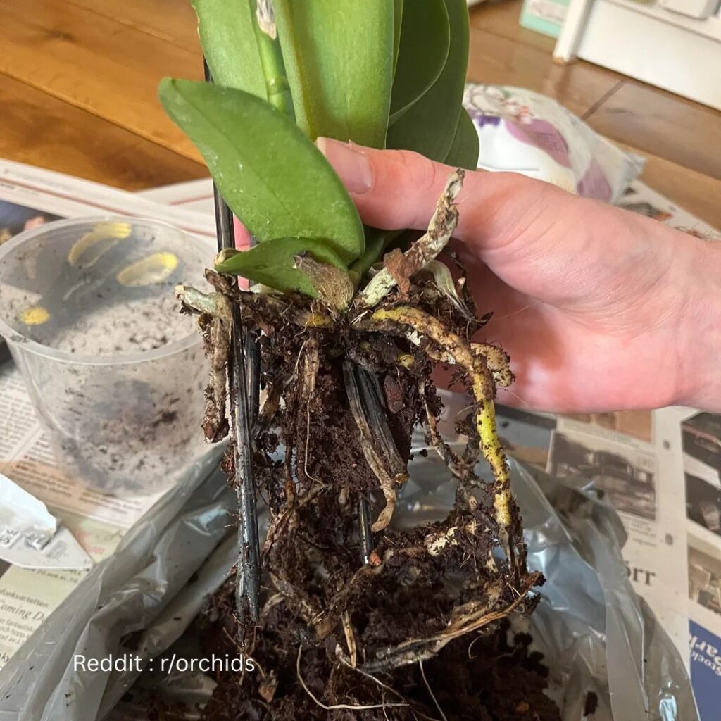 Repotting Orchid