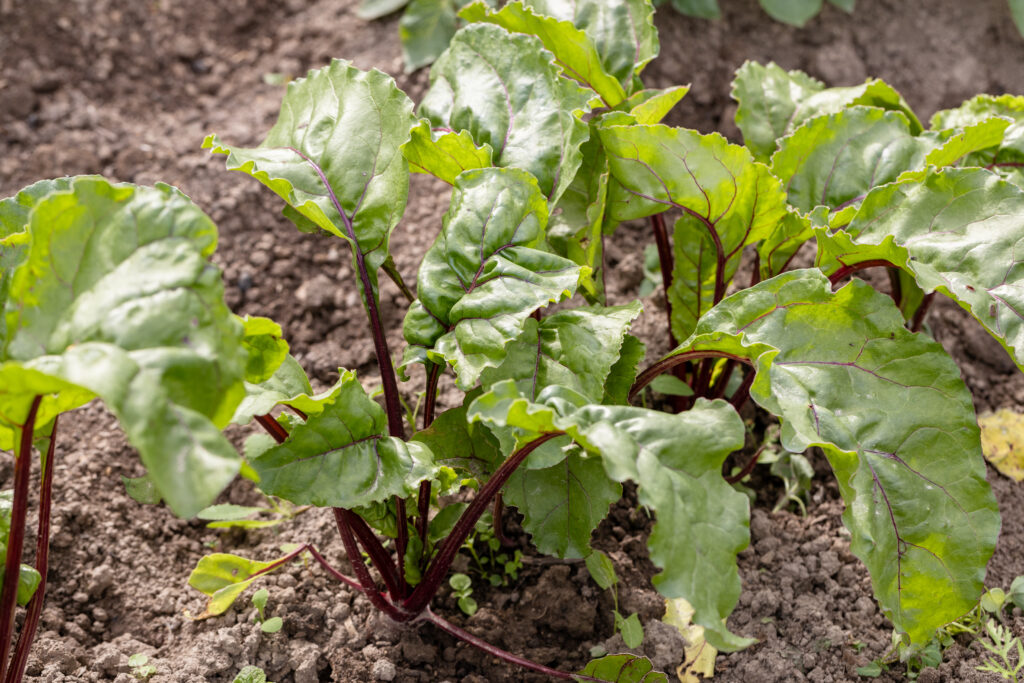 Swiss Chard