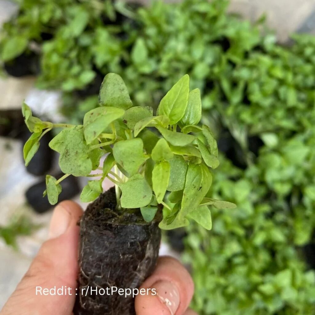 Thai Basil