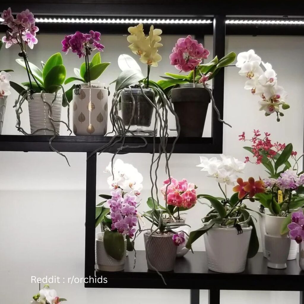 Types of orchids