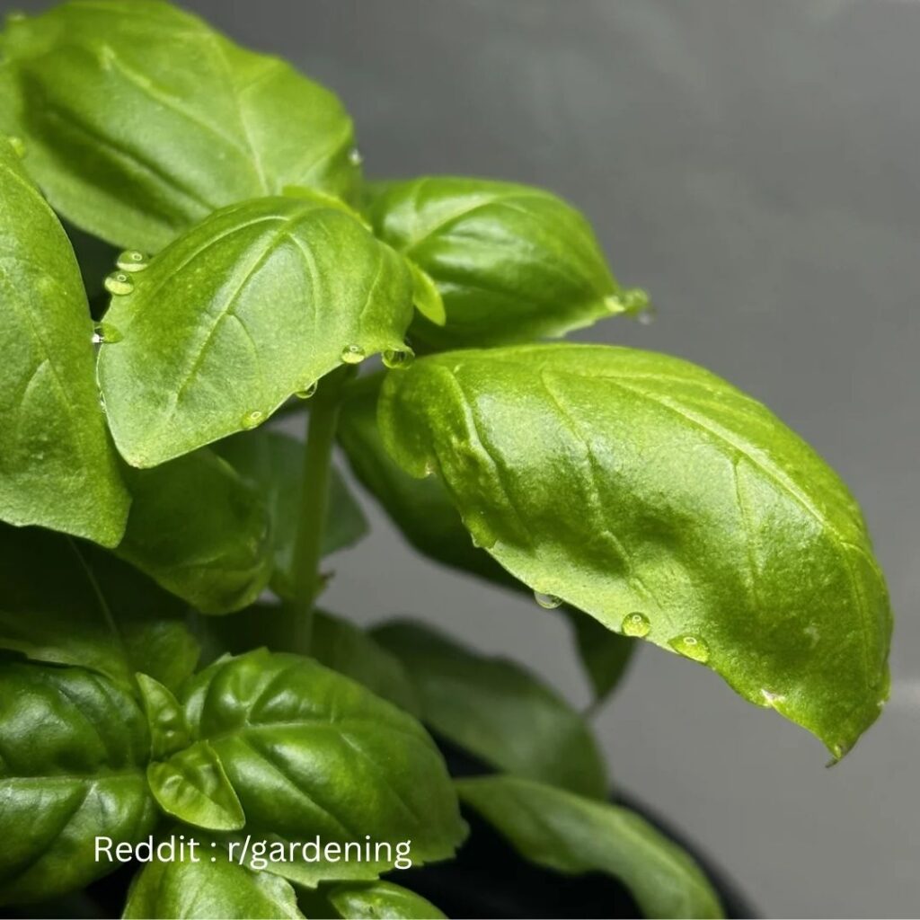 Watering Basil 1