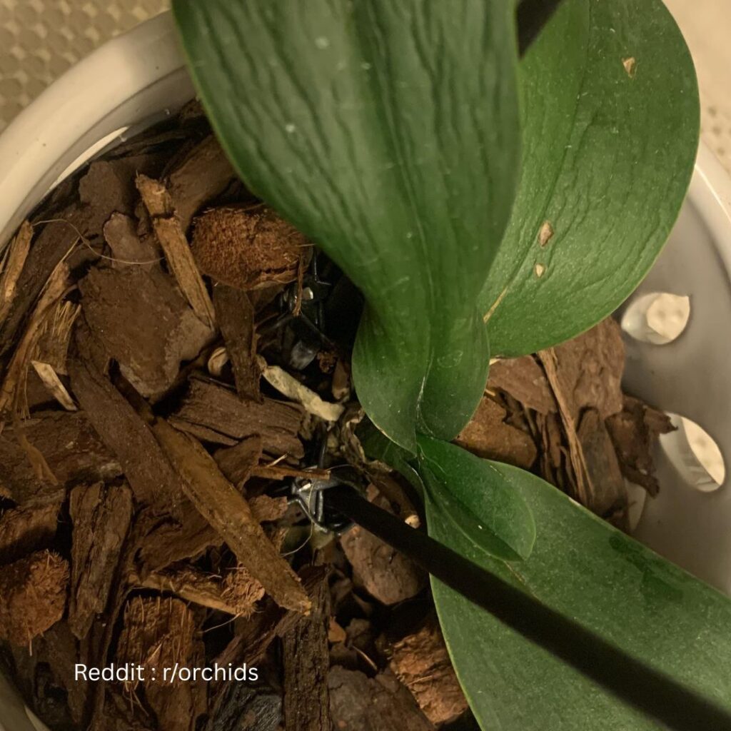 Wilting Orchid