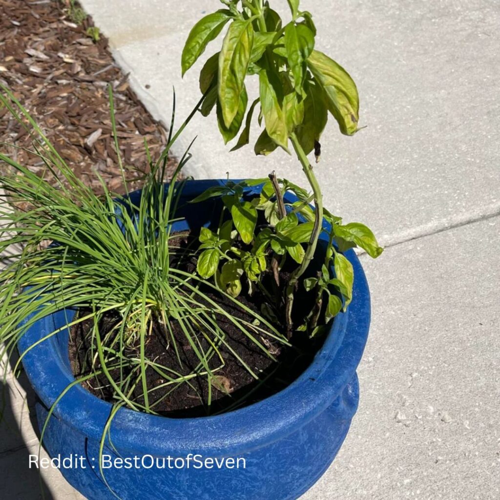 Basil Companion Chives