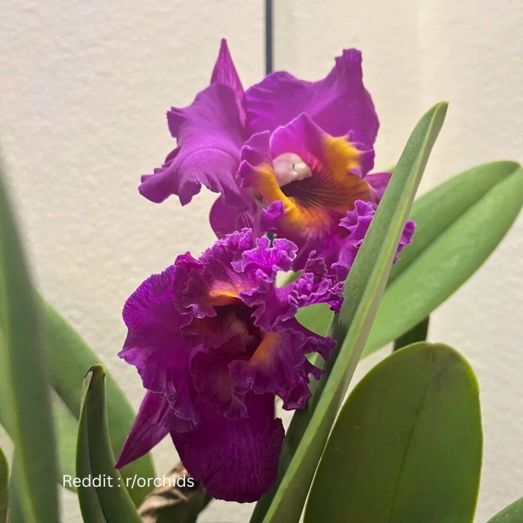 Cattleya Orchid