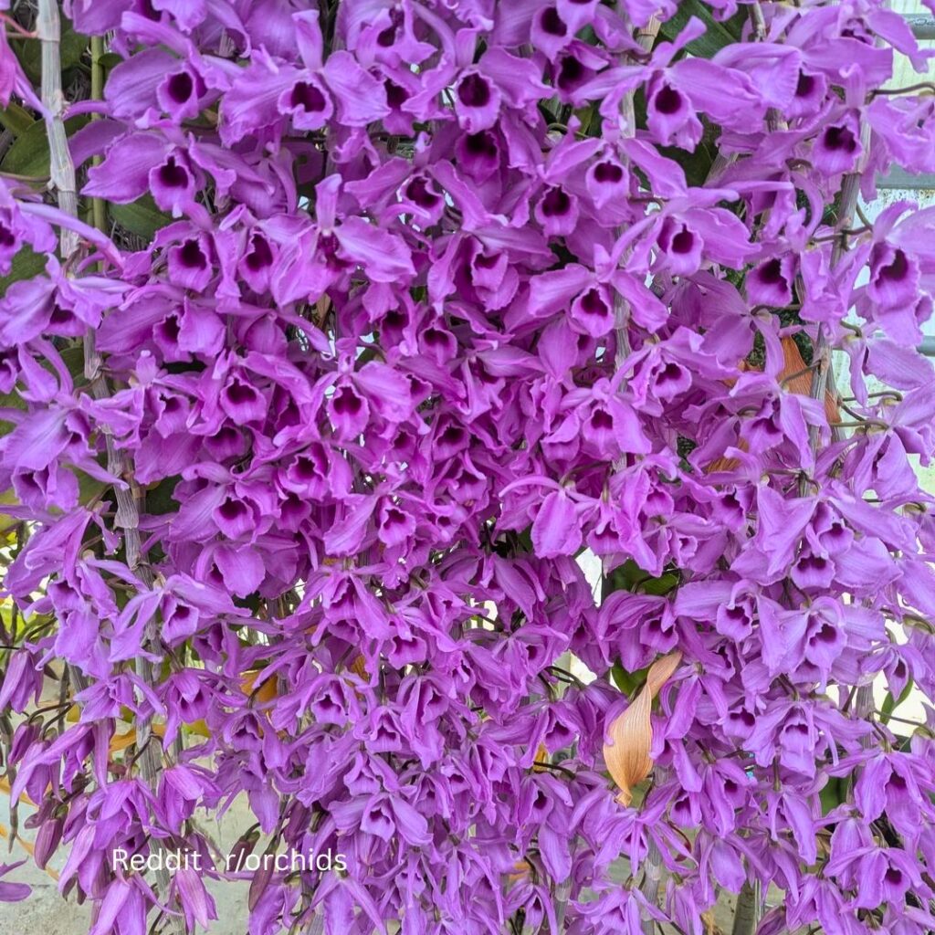 Dendrobium orchid