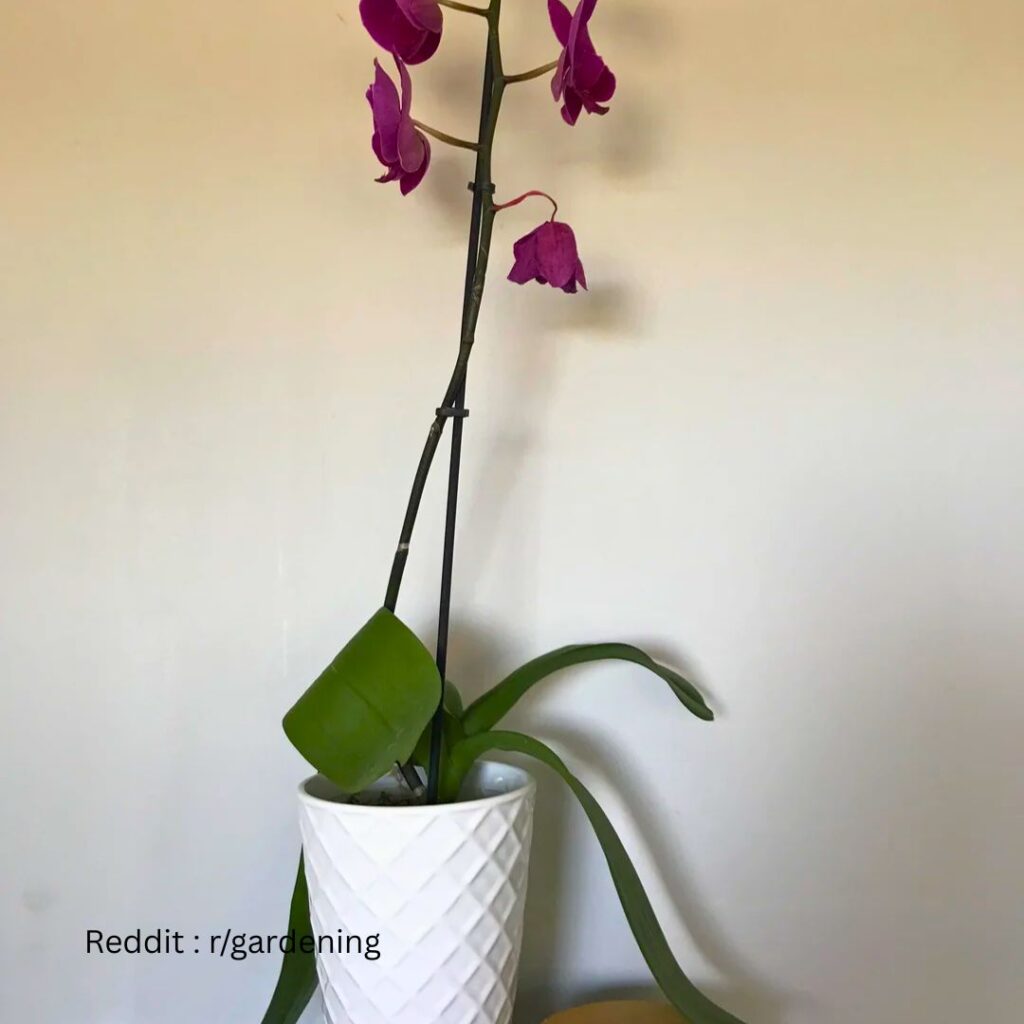 Drooping Orchid Leaves 1