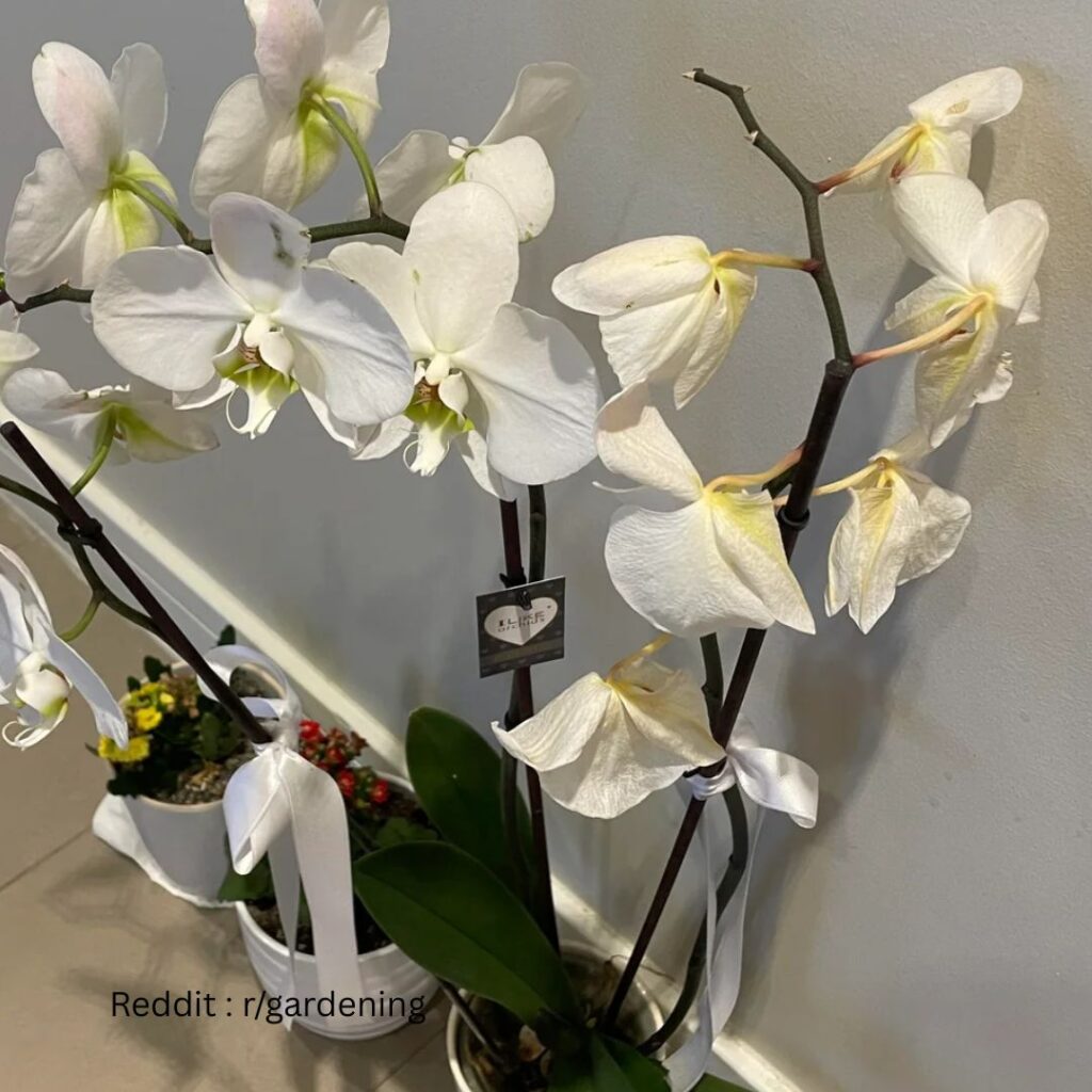 Drooping Orchid Leaves 2