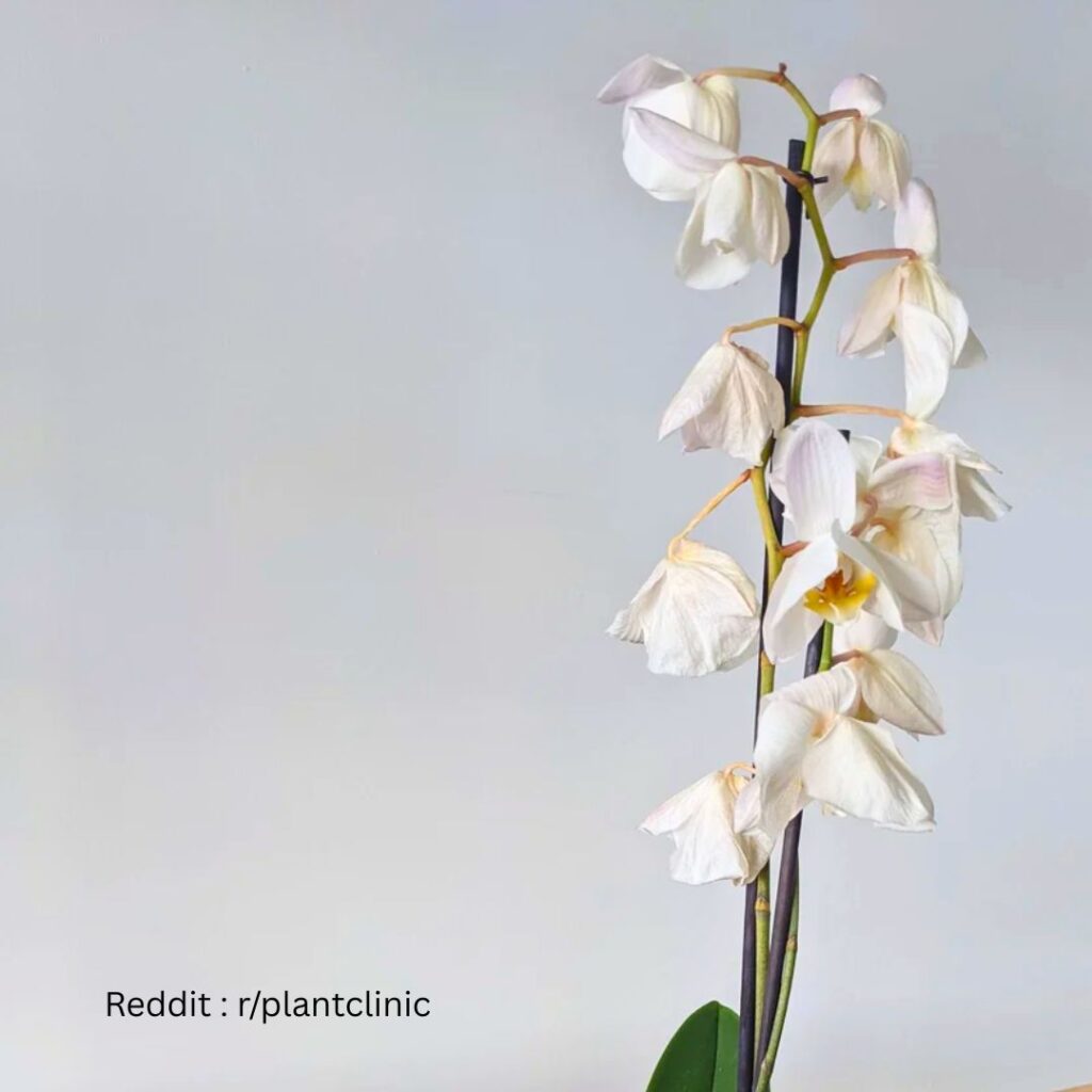 Dying Orchid 2
