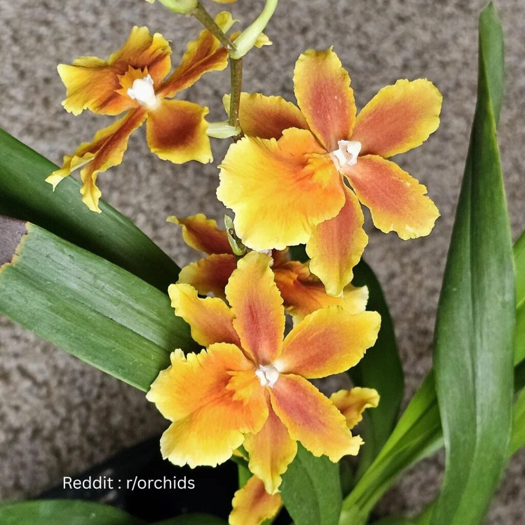 Fertilizing orchid 1
