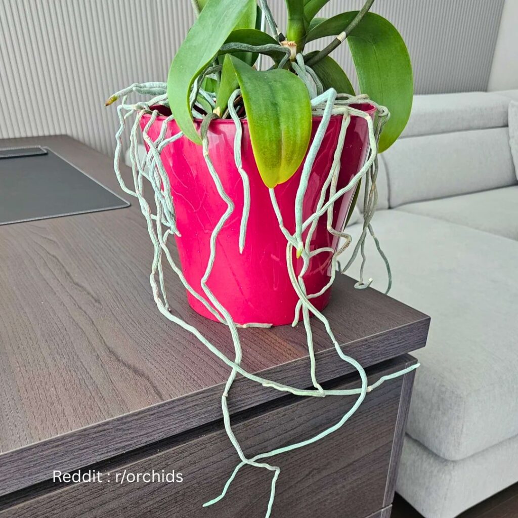 Orchid Air Roots 1
