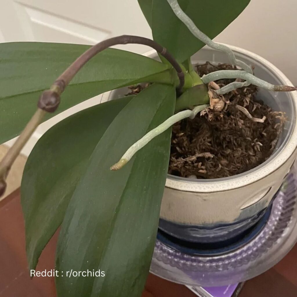 Orchid Air Roots