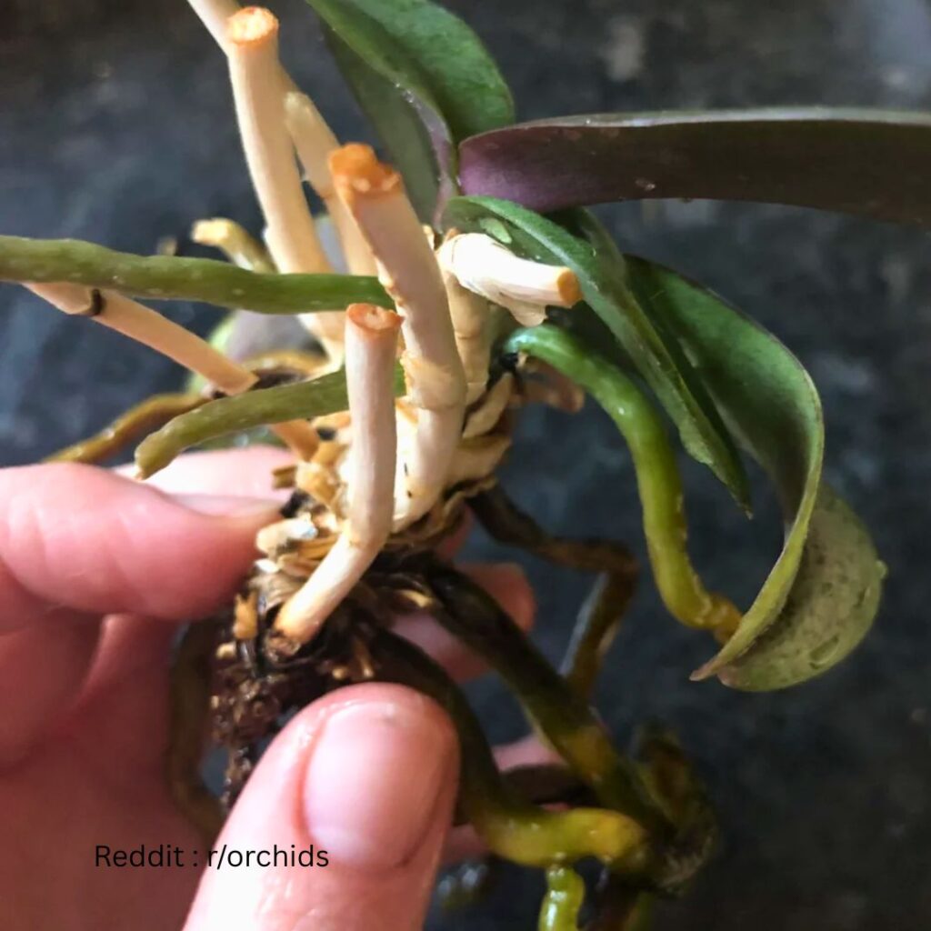 Orchid Air Roots 2