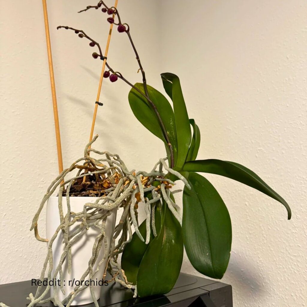 Orchid Air Roots 3