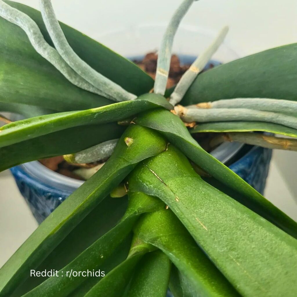 Orchid Air Roots 4