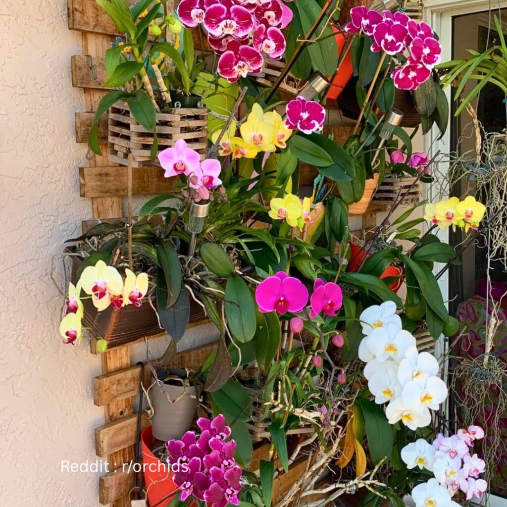 Orchid Outdoor 2