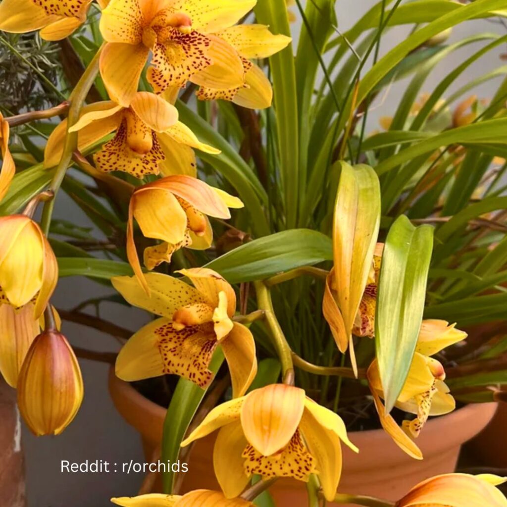 Orchid Outdoor 3