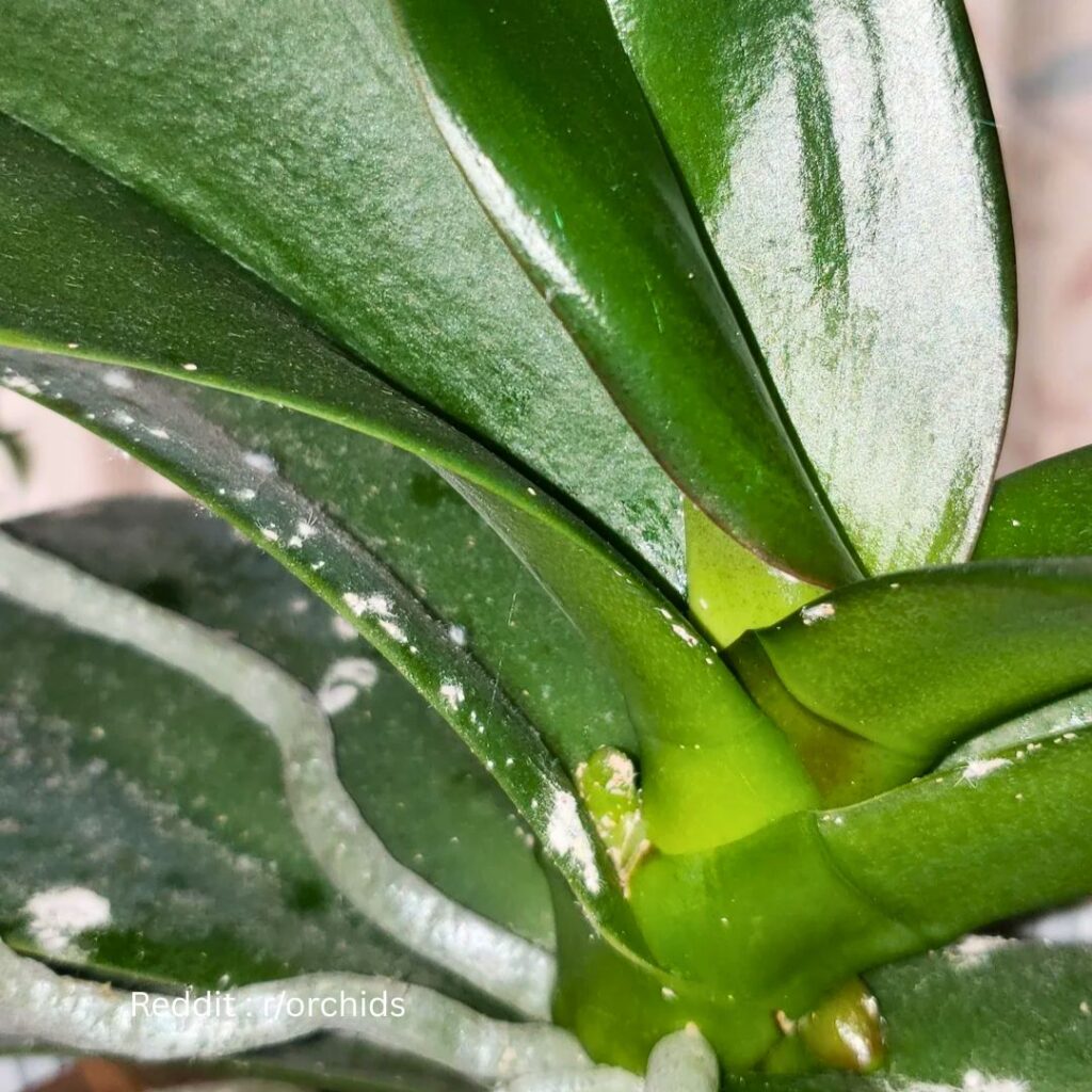 Orchid Pest 1