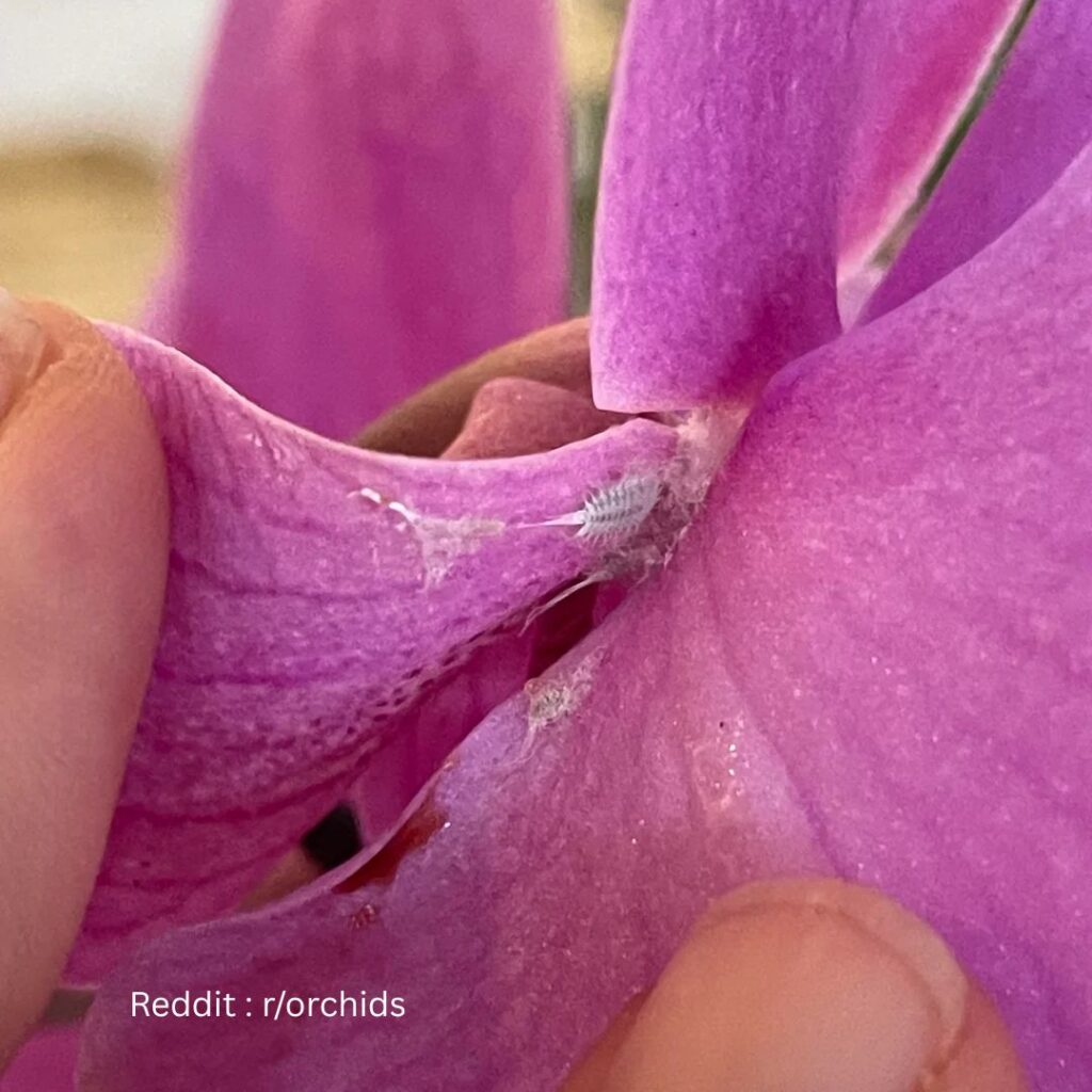 Orchid Pest