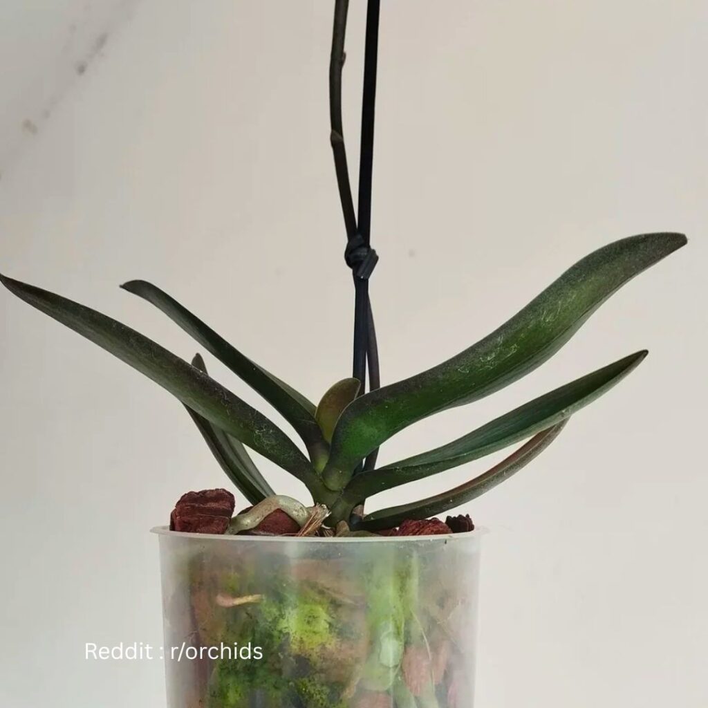 Orchid algae