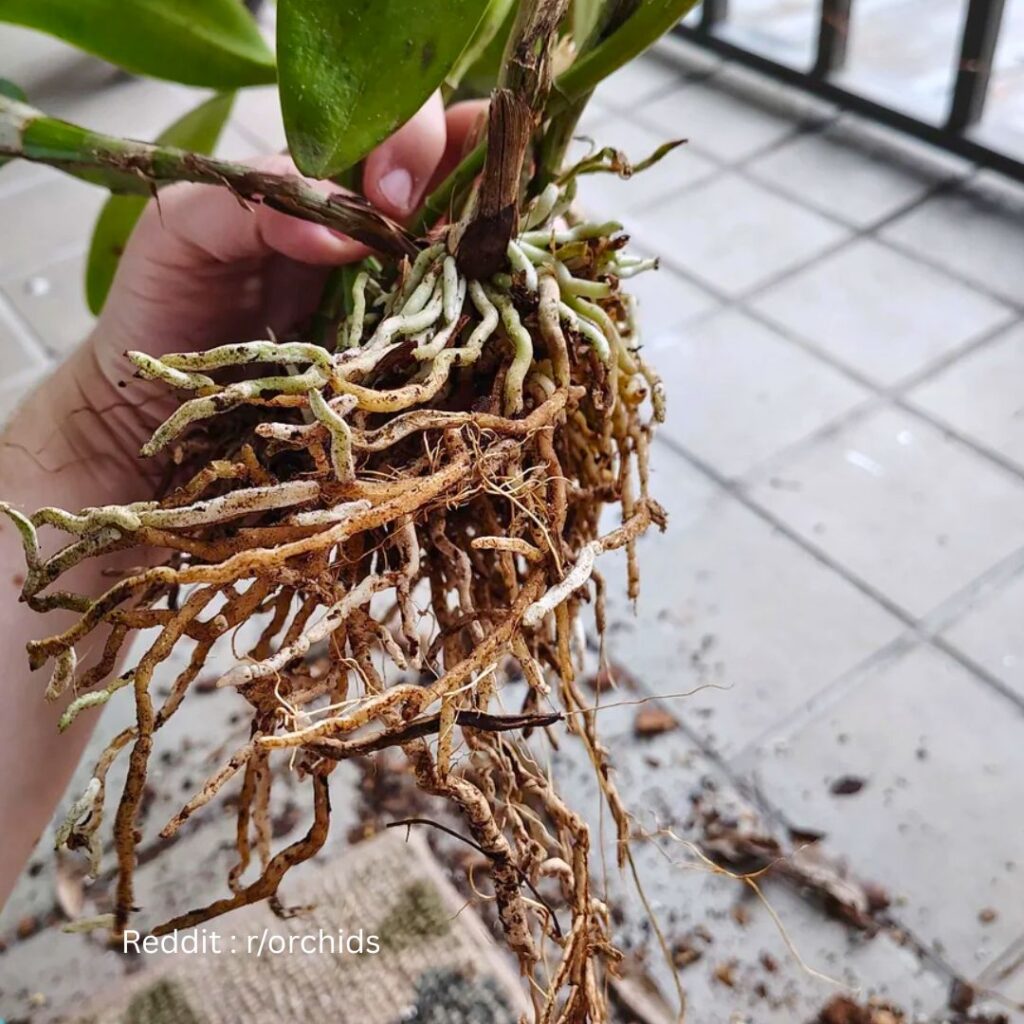 Orchid healthy roots