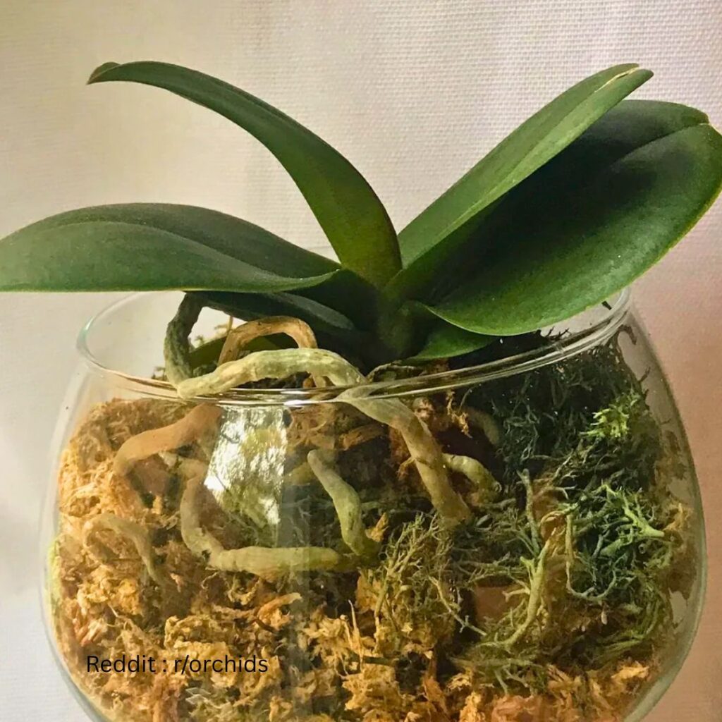 Orchid in Glass Bottle