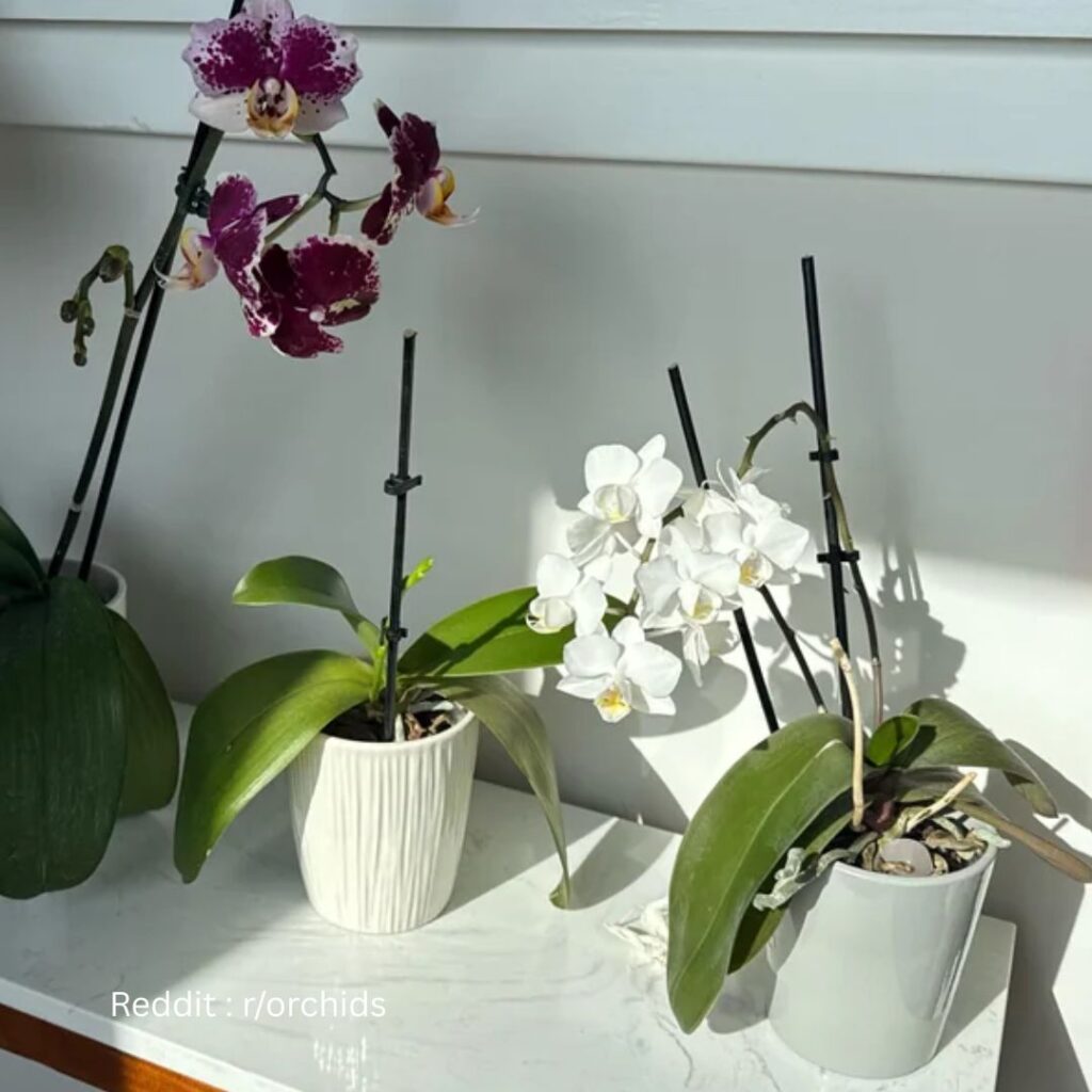 Orchid in direct sunlight