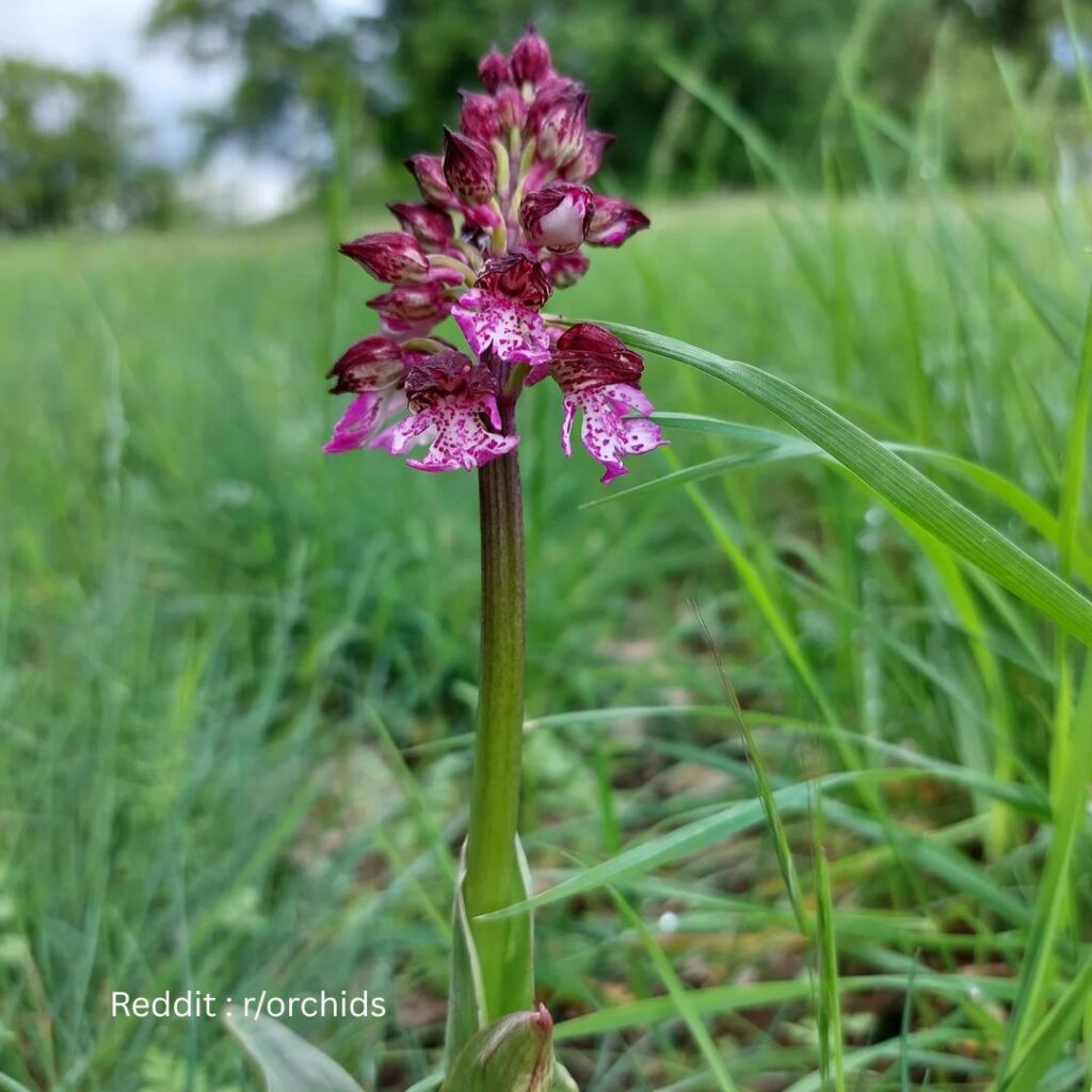 Orchid in ground 1