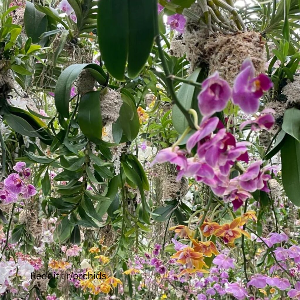 Orchid in ground 2