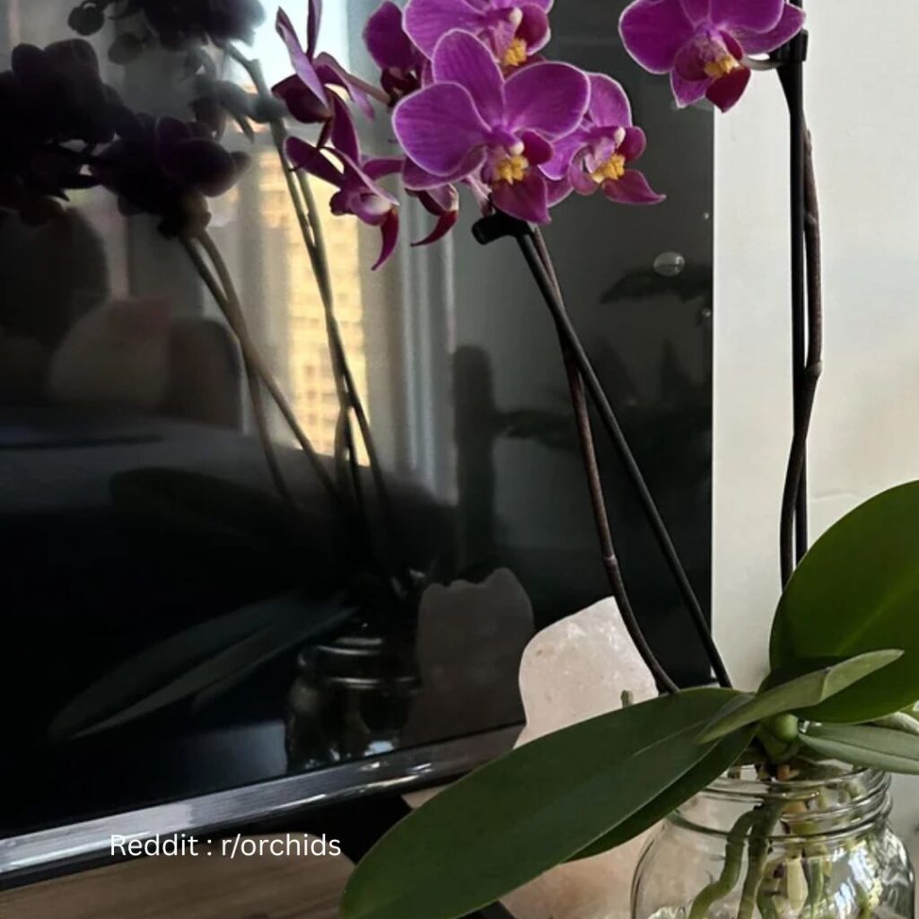 Orchid in water 1