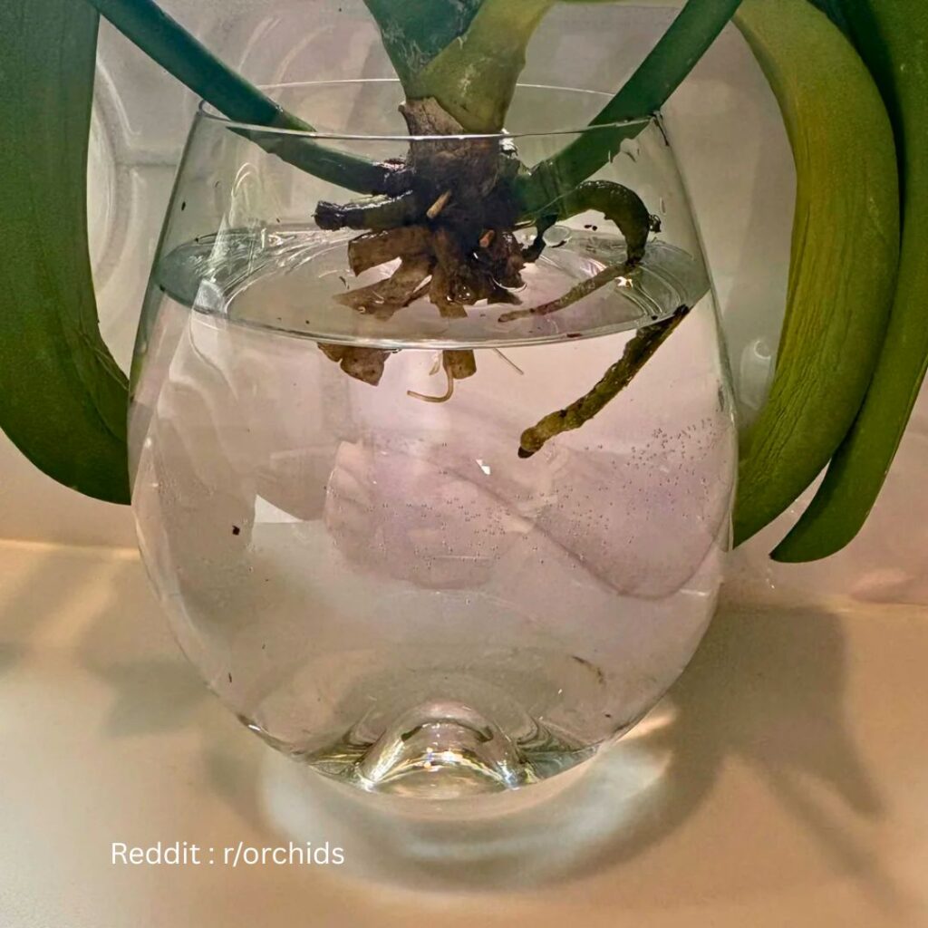 Orchid in water 2