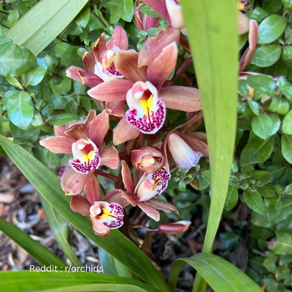 Orchid outdoor 1