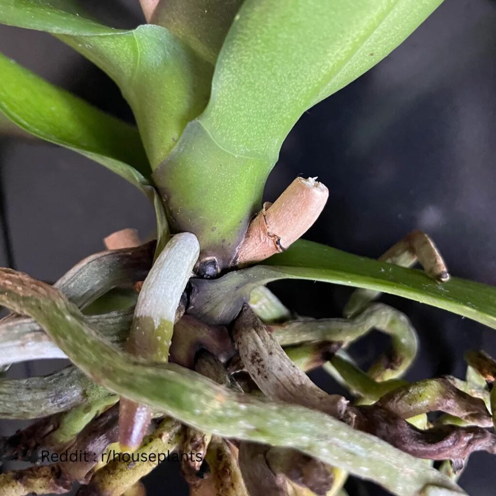 Orchid root