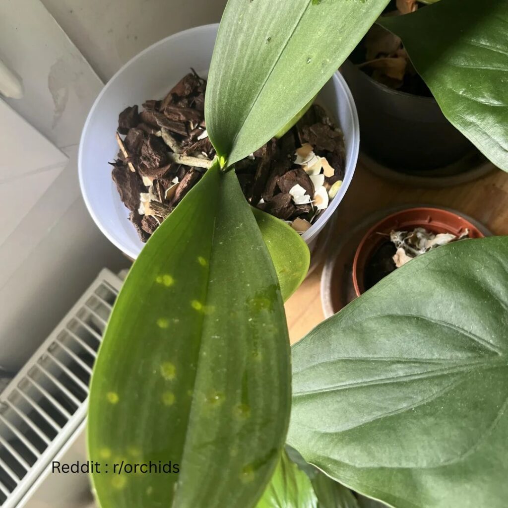Orchid spots