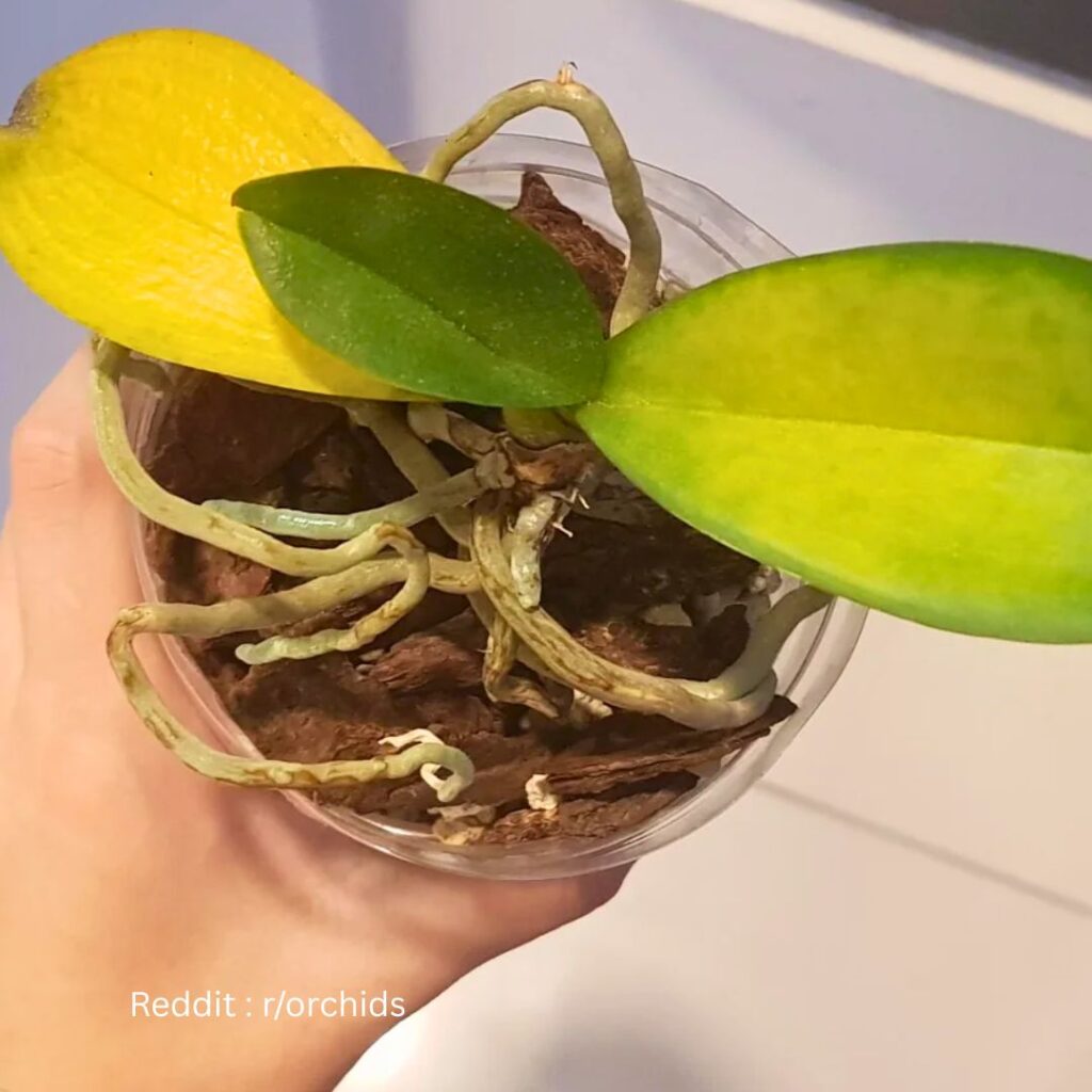 Orchid yellow leaves