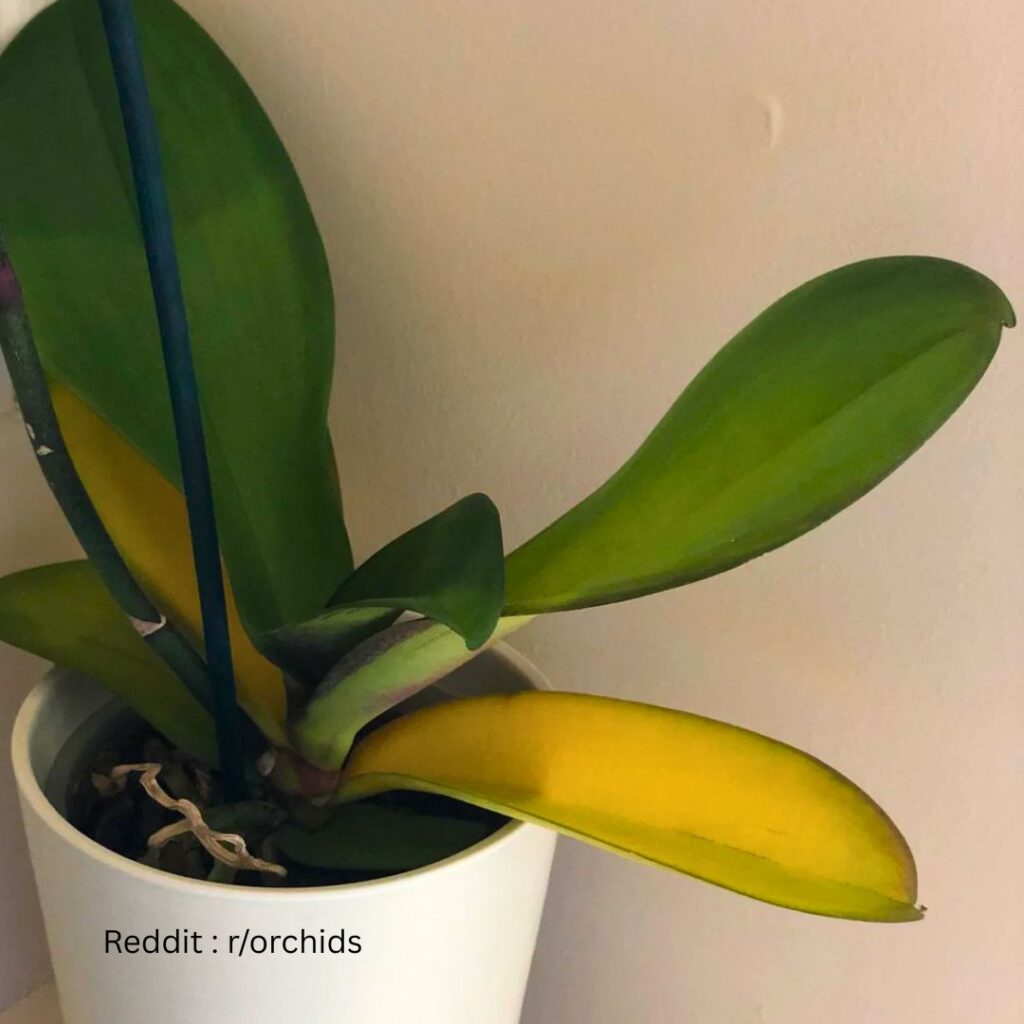 Orchid yellow leaves 2