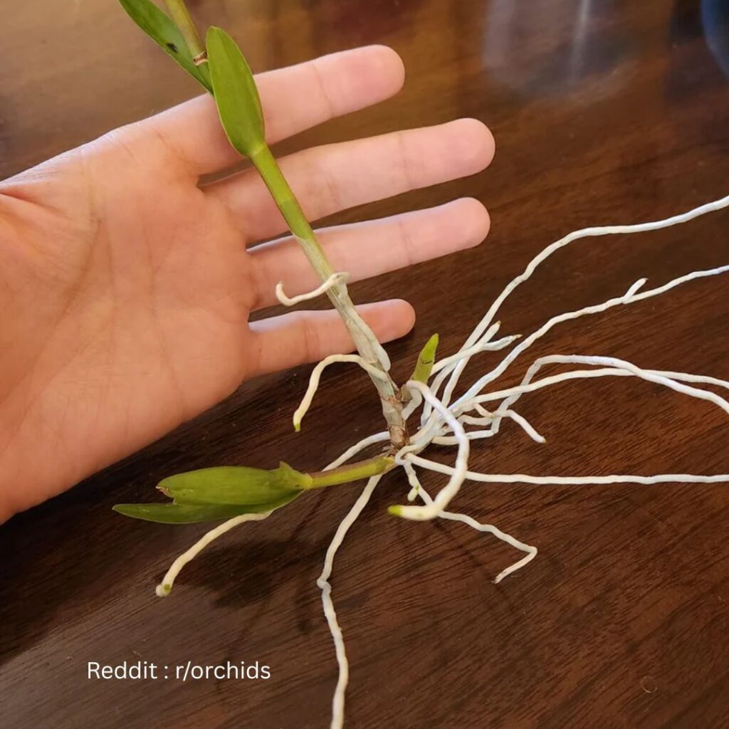Planting orchid