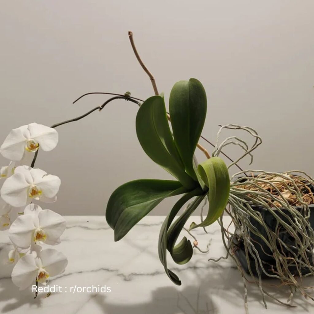 Pruning Orchid