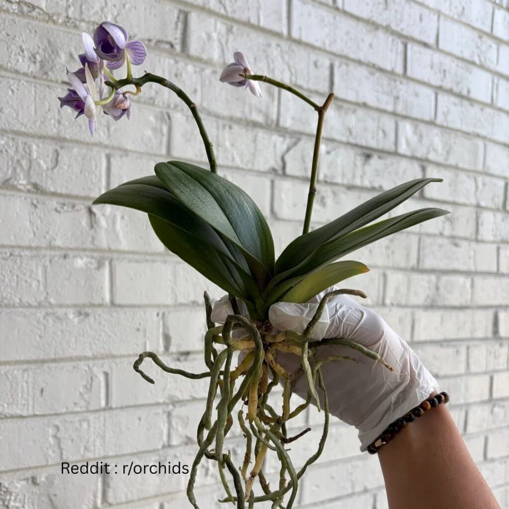 Repotting orchid 1