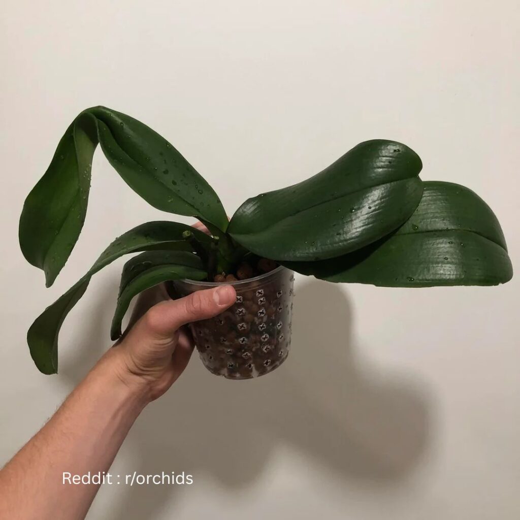 Semi Hydroponics Orchid