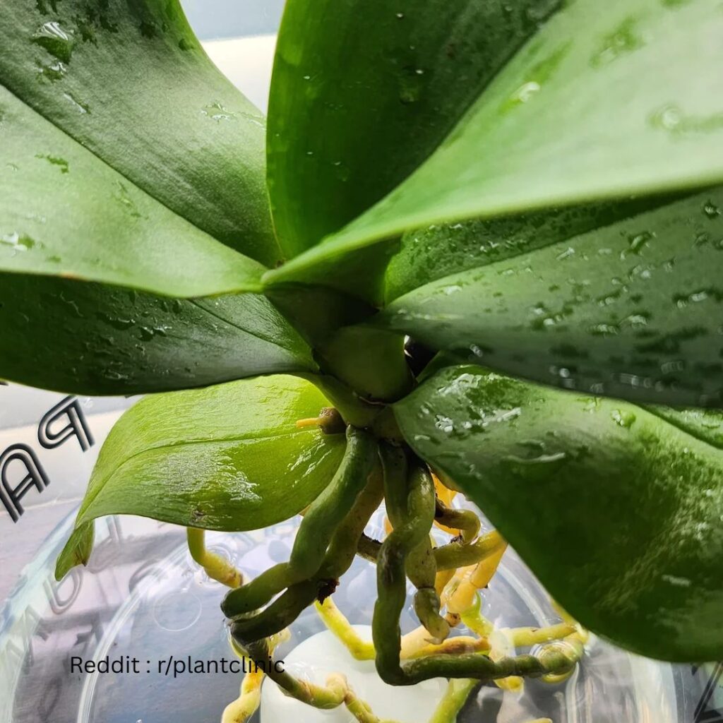 Watering orchid