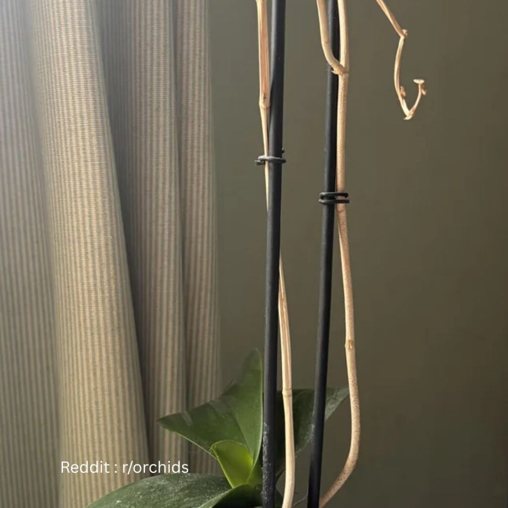 orchid not blooming 1