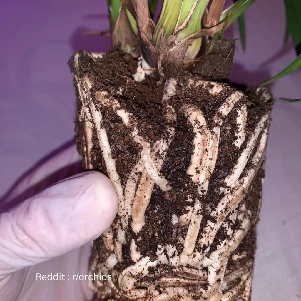 orchid substrate