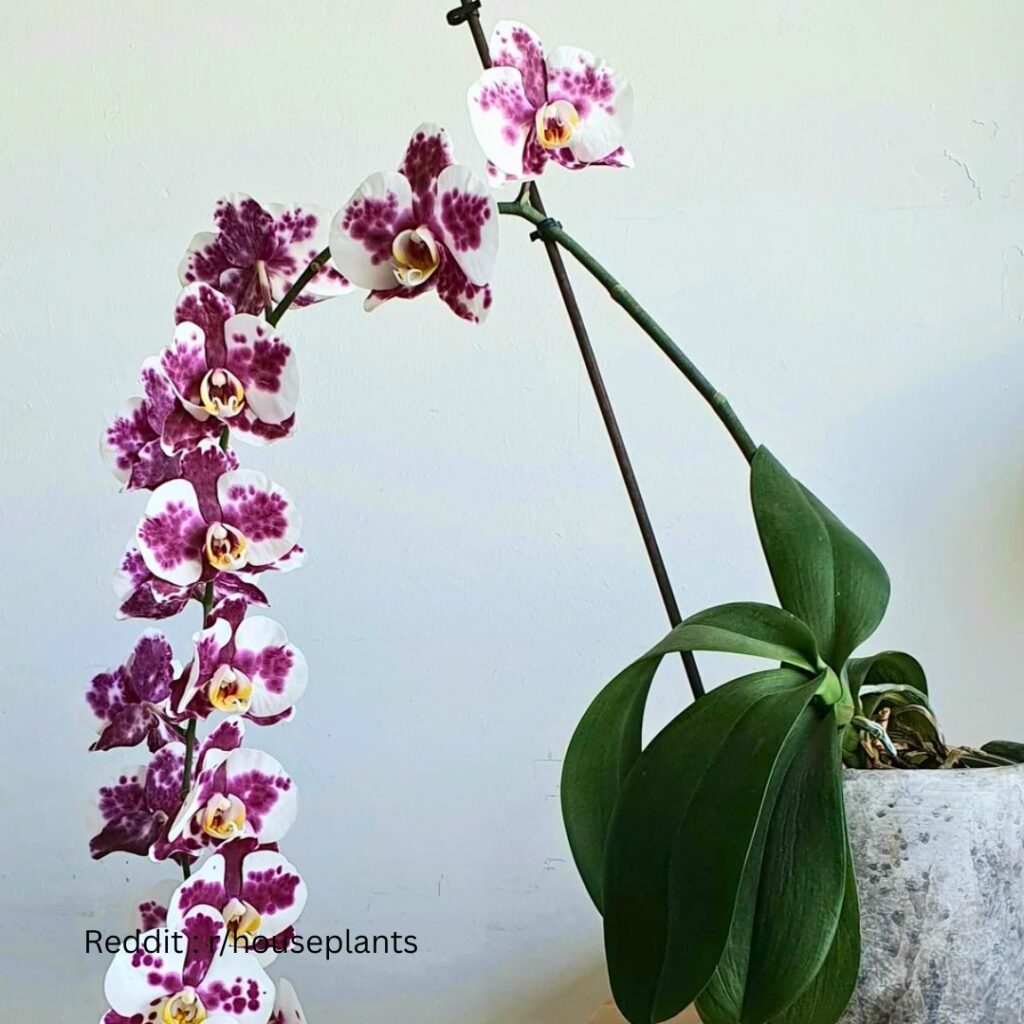 phalaenopsis Orchid 1