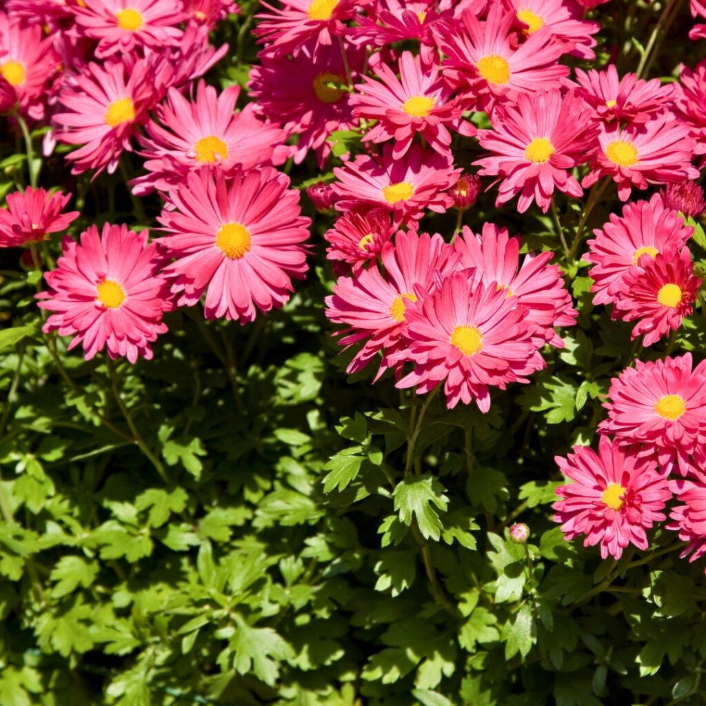 Aster in sunlight